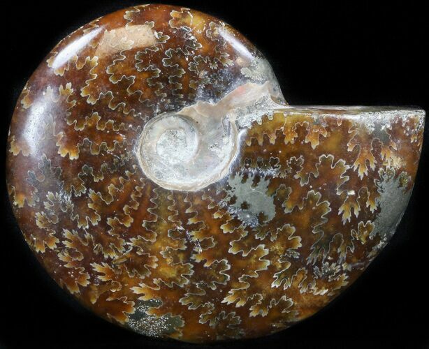 Cleoniceras Ammonite Fossil With Pyrite #41661